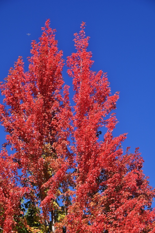tall red autumn tree
